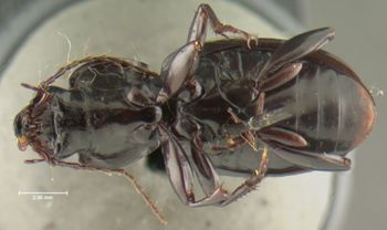 Media type: image;   Entomology 22984 Aspect: habitus ventral view